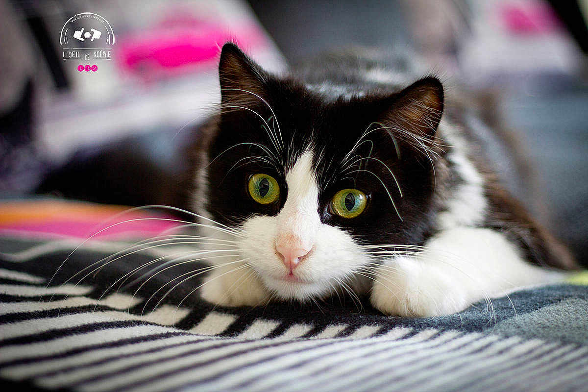 Titou
