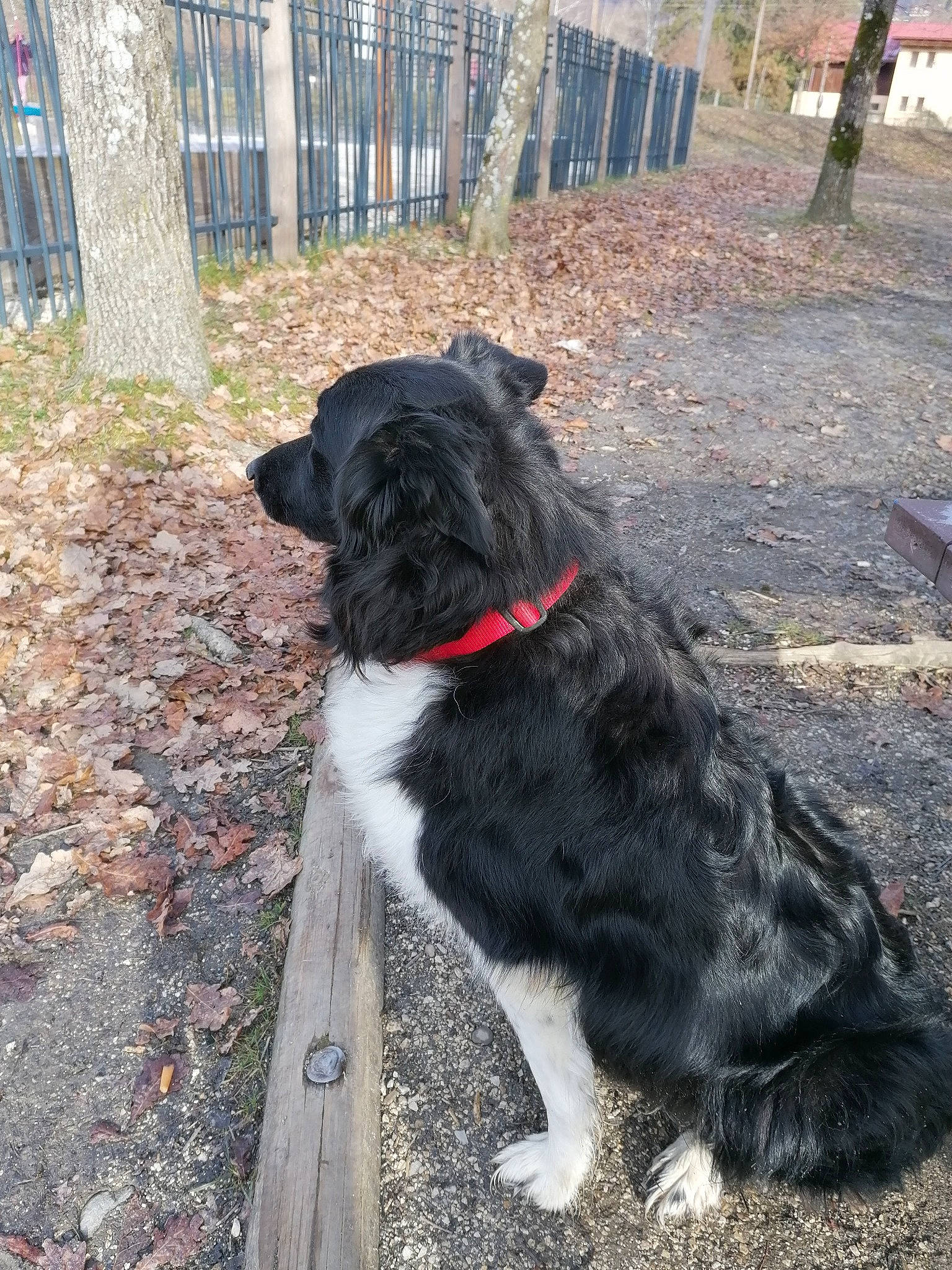 Laya participe au concours pour gagner de l'argent avec cette photo : borador, canidae, carnivore, collar, companion_dog, dog, dog_breed, dog_collar, fence, fur, grass, home_fencing, leash, plant, soil, sporting_group, tail, tree, working_animal, working_dog
