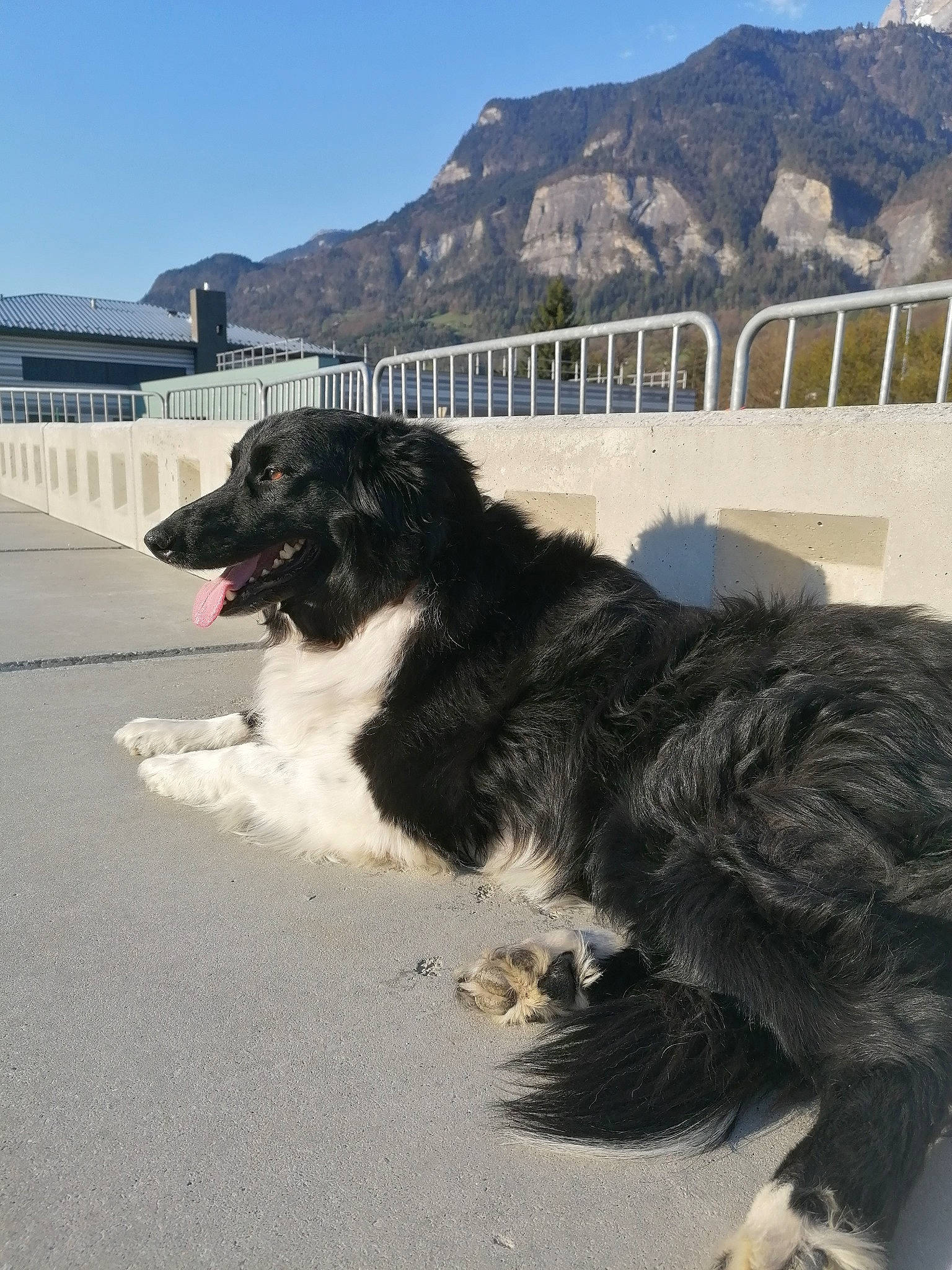 Laya a rejoint le concours — aidez-le/la à gagner de superbes lots ! building, canidae, carnivore, companion_dog, dog, dog_breed, fur, herding_dog, hill, landscape, massif, mountain, mountain_range, ocean, sky, snout, sporting_group, wind_wave, working_animal, working_dog