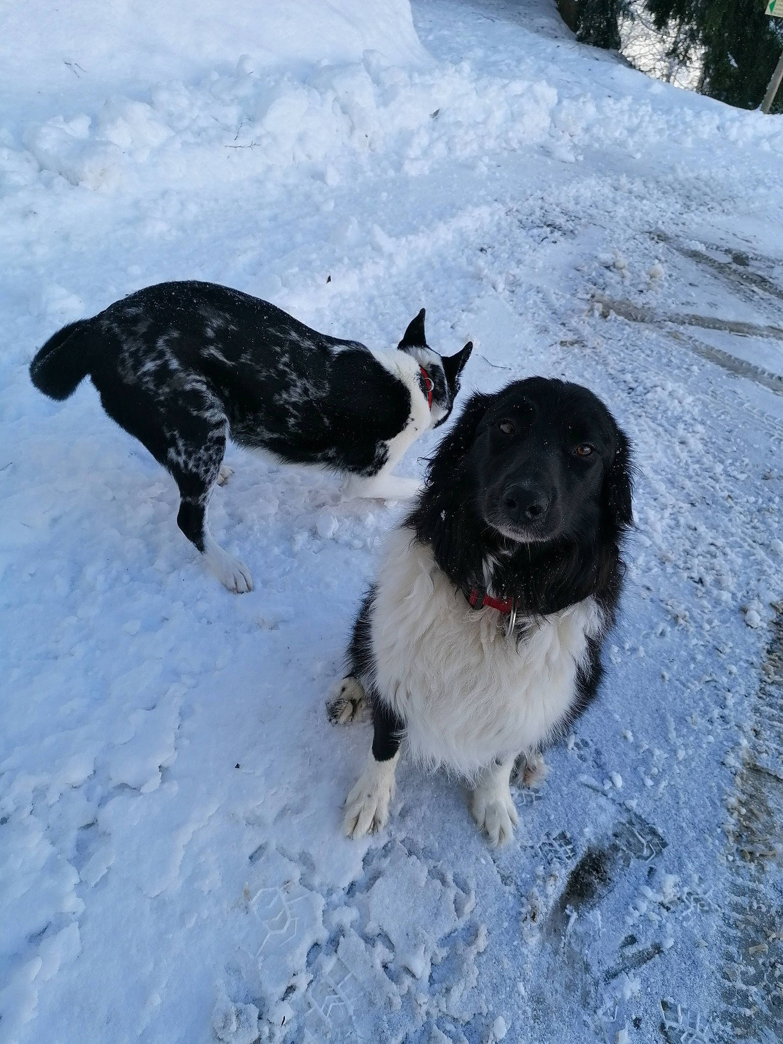 Laya participe au concours pour gagner de l'argent avec cette photo : canidae, carnivore, collar, companion_dog, dog, dog_breed, dog_collar, freezing, fur, gun_dog, herding_dog, plant, recreation, slope, snow, sporting_group, tail, winter, working_dog