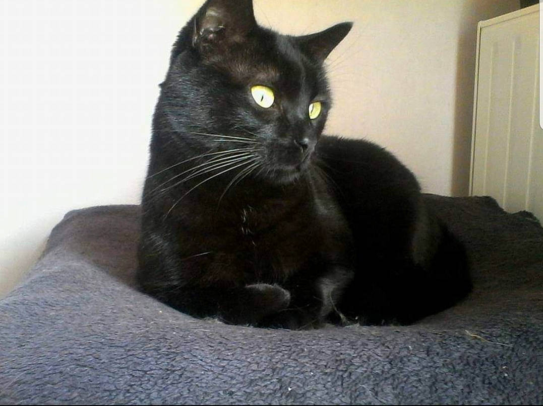 Reglisse a rejoint le concours — aidez-le/la à gagner de superbes lots ! black, black_cat, bombay, carnivore, cat, comfort, domestic_short_haired_cat, door, felidae, fur, home_accessories, home_door, linens, mammal, pet_supply, small_to_medium_sized_cats, snout, tail, vertebrate, whiskers