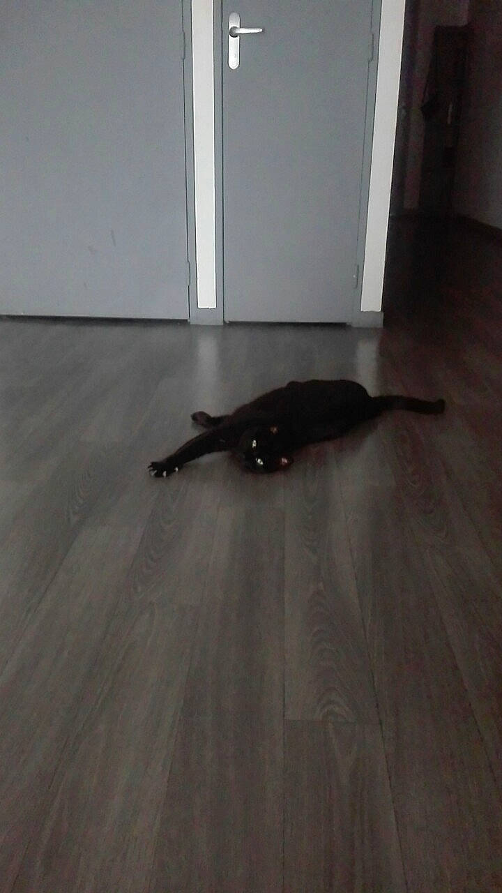 Reglisse a rejoint le concours — aidez-le/la à gagner de superbes lots ! beige, black, black_cat, carnivore, cat, felidae, floor, flooring, grey, hardwood, interior_design, laminate_flooring, shadow, small_to_medium_sized_cats, tail, terrestrial_animal, white, wood, wood_flooring, wood_stain