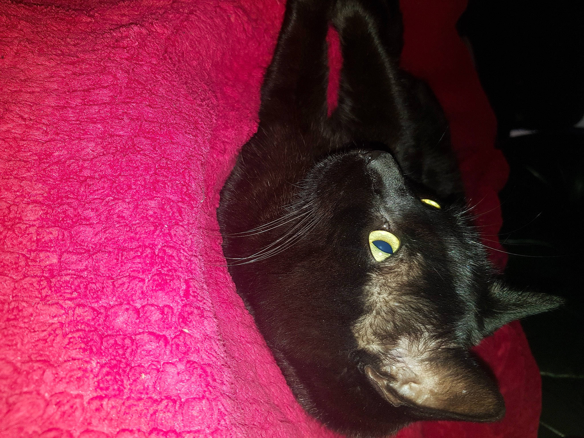 Reglisse participe au concours pour gagner de l'argent avec cette photo : carnivore, dog, dog_breed, fur, magenta, pink, red, snout, working_animal