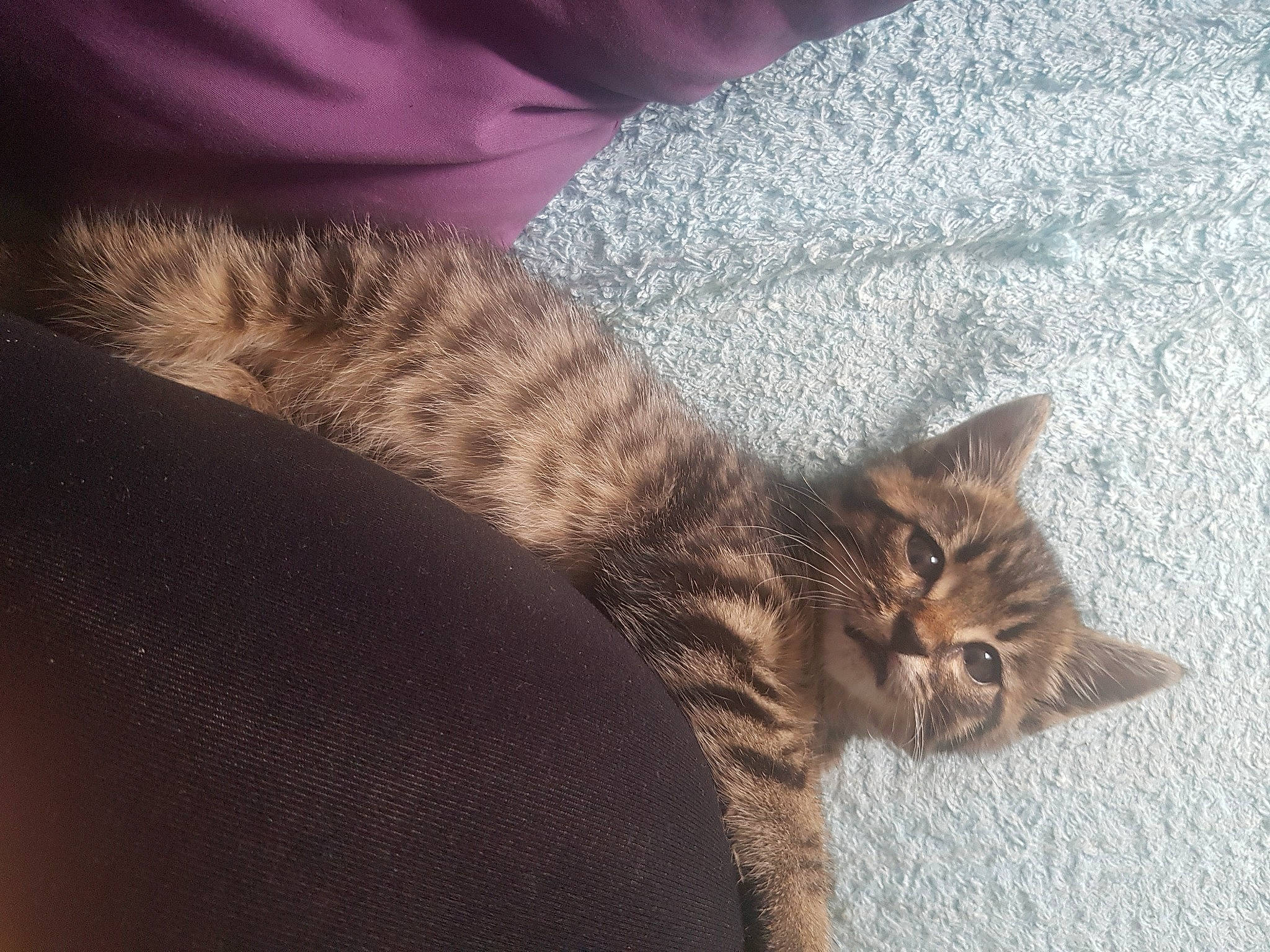 Pirate a rejoint le concours — aidez-le/la à gagner de superbes lots ! carnivore, cat, domestic_short_haired_cat, fawn, felidae, fur, liver, skin, small_to_medium_sized_cats, snout, tail, terrestrial_animal, vertebrate, whiskers