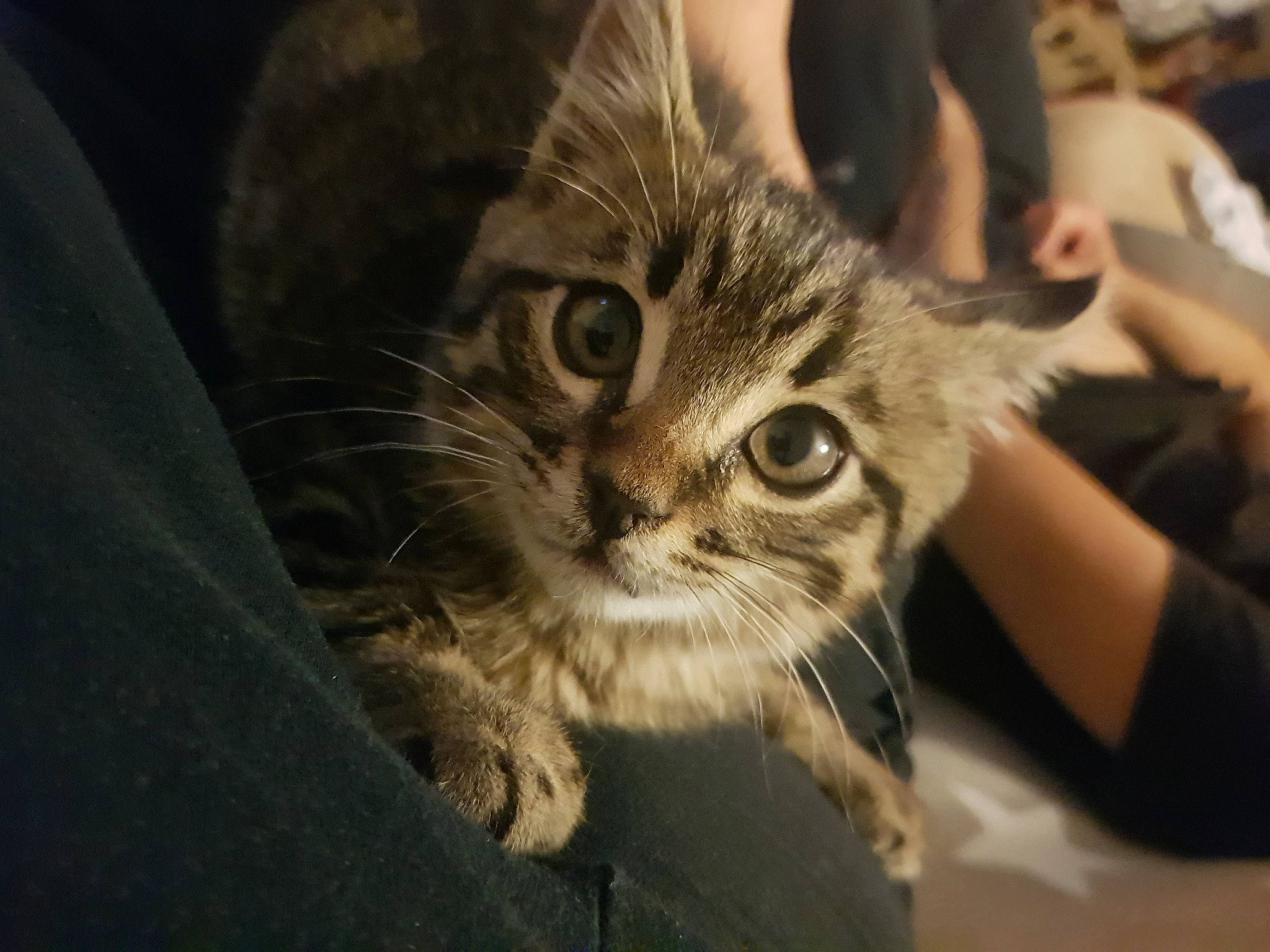 Pirate a rejoint le concours — aidez-le/la à gagner de superbes lots ! carnivore, cat, curious, domestic_short_haired_cat, felidae, fur, human, kitten, nail, skin, small_to_medium_sized_cats, snout, tabby_cat, vertebrate, whiskers, wrist