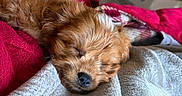 Cheeto is registered to the contest to win money with this photo: animal, beige_blanket, blanket, close_up, cozy, cute, dog, fur, fur_detail, indoors, nose, peaceful, pet, puppy, red_blanket, resting, sleeping, soft_texture, warm, young_dog