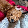 animal, beige_blanket, blanket, close_up, cozy, cute, dog, fur, fur_detail, indoors, nose, peaceful, pet, puppy, red_blanket, resting, sleeping, soft_texture, warm, young_dog