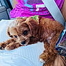 adorable, animal, bandana, brown_fur, canine, car_seat, closeup, cute, dog, fluffy, fur, indoors, pet, puppy, relaxed, resting, seatbelt, travel, white_surface, young