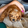 Cheeto is registered to the contest to win money with this photo: animal, blanket, closeup, comfort, couch, cozy, cute, dog, fur, hand, indoor, nail_polish, pet, pink_nails, puppy, relaxation, resting, sleeping, snuggling, soft