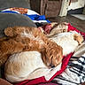 Cheeto is registered to the contest to win money with this photo: animal, blanket, brown, companion, couch, cozy, cute, dog, domestic, fur, home, indoor, nap, pet, puppy, relaxing, resting, sleeping, soft, white
