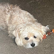Chewy is registered to the contest to win money with this photo: dog, carpet, indoor, pet, chew_toy, fluffy, light_colored, cute, lying_down, animal, companion, fur, close_up, resting, domestic, small_dog, toy, brown, relaxed, mammal