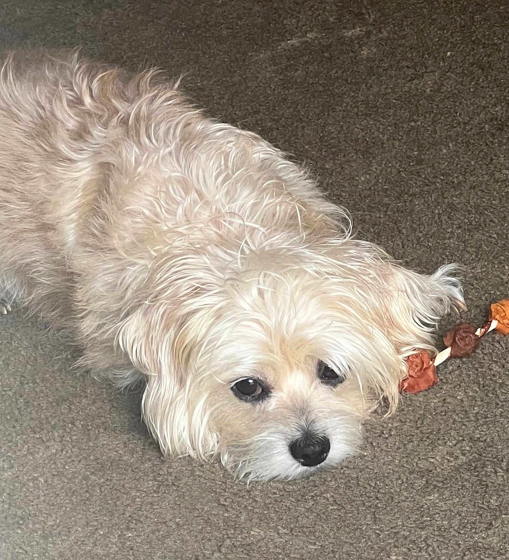 Chewy