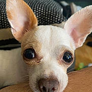 Pacha joined the competition — help win amazing prizes! dog, small_dog, close_up, ears, nose, eyes, pet, animal, indoor, resting, fur, whiskers, face, cute, companion, looking, furniture, couch, human_arm, cozy