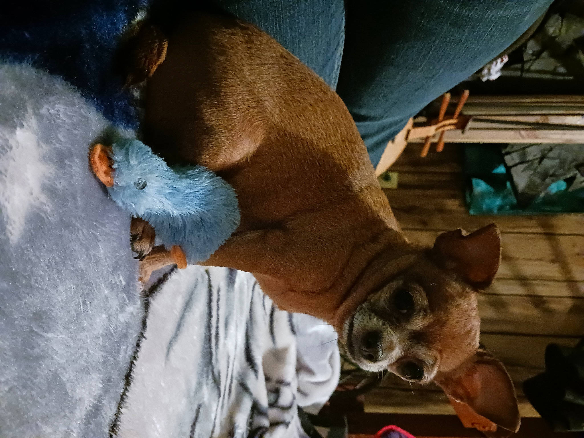 Puppy Dinky Do