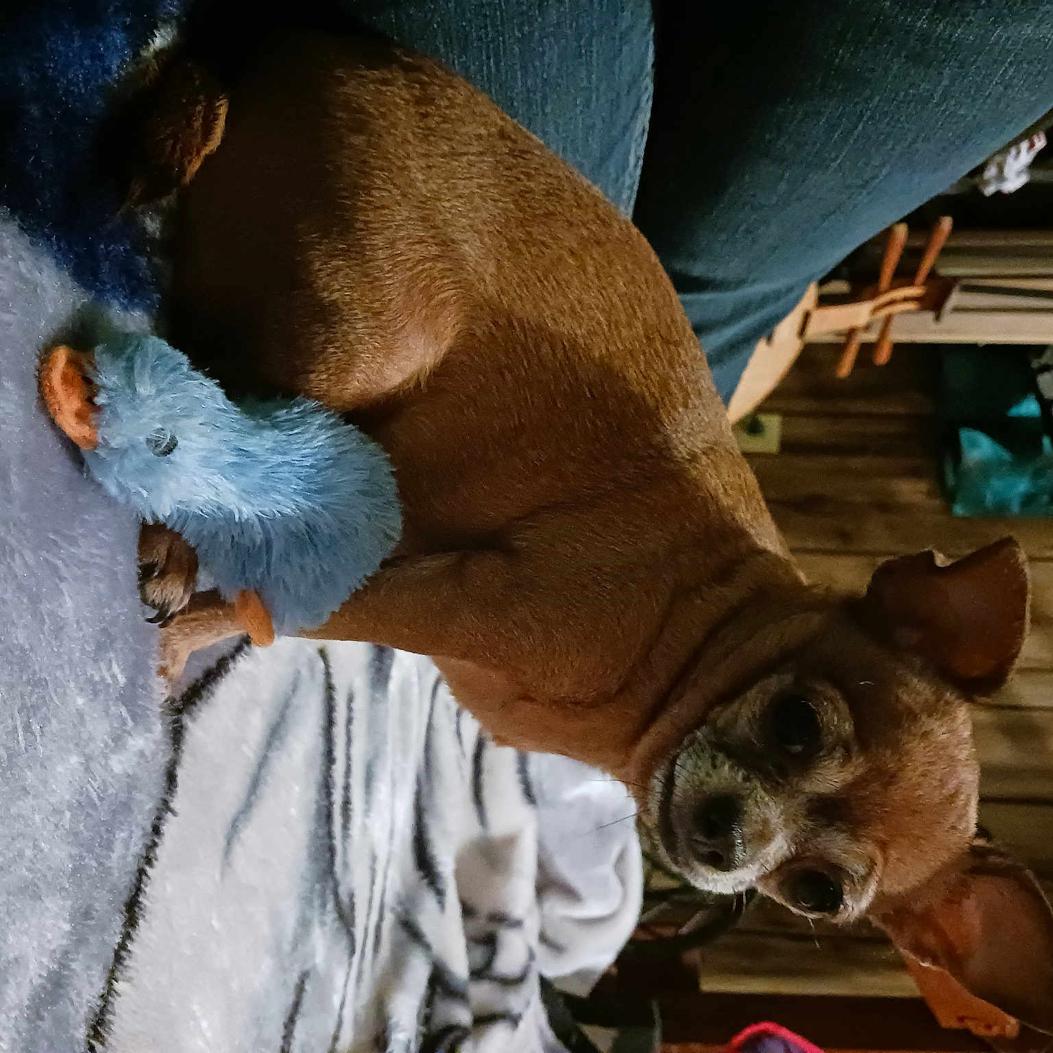 Puppy Dinky Do