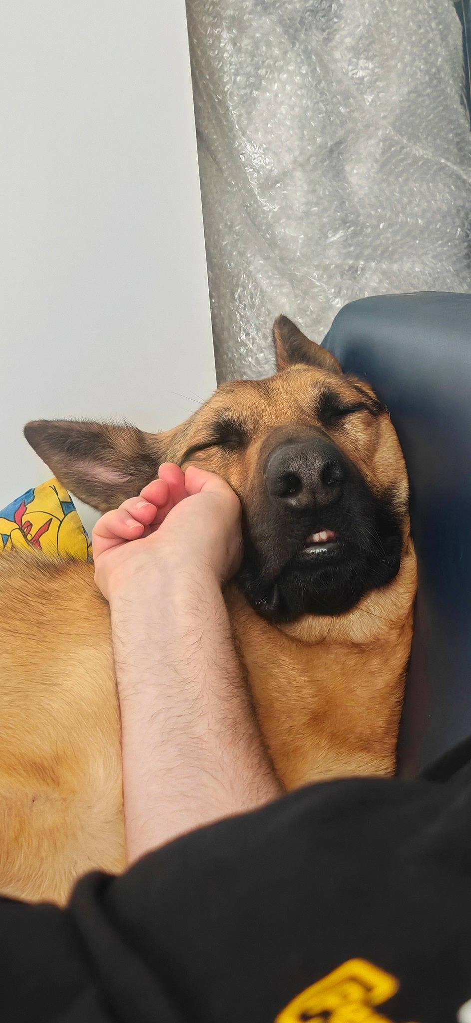 Spike is registered to the contest to win money with this photo: canidae, carnivore, comfort, companion_dog, dog, dog_breed, fawn, foot, fur, german_shepherd_dog, gesture, guard_dog, human_leg, king_shepherd, old_german_shepherd_dog, paw, snout, sporting_group, wrinkle, wrist