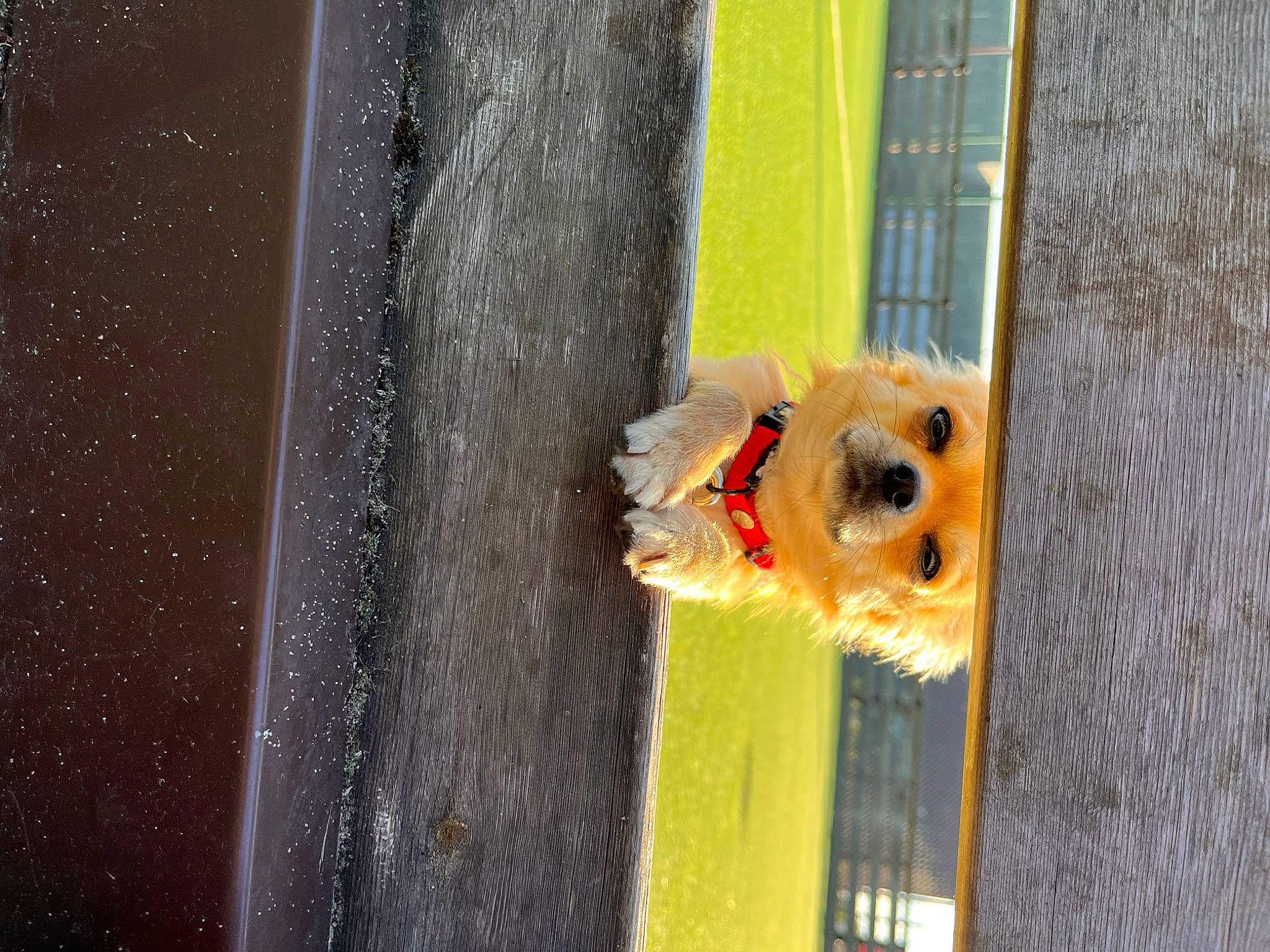 Tinger a rejoint le concours — aidez-le/la à gagner de superbes lots ! canidae, carnivore, collar, companion_dog, concrete, coquelicot, dog, dog_breed, dog_supply, door, fawn, pet_supply, snout, sporting_group, tail, window, wood, working_animal