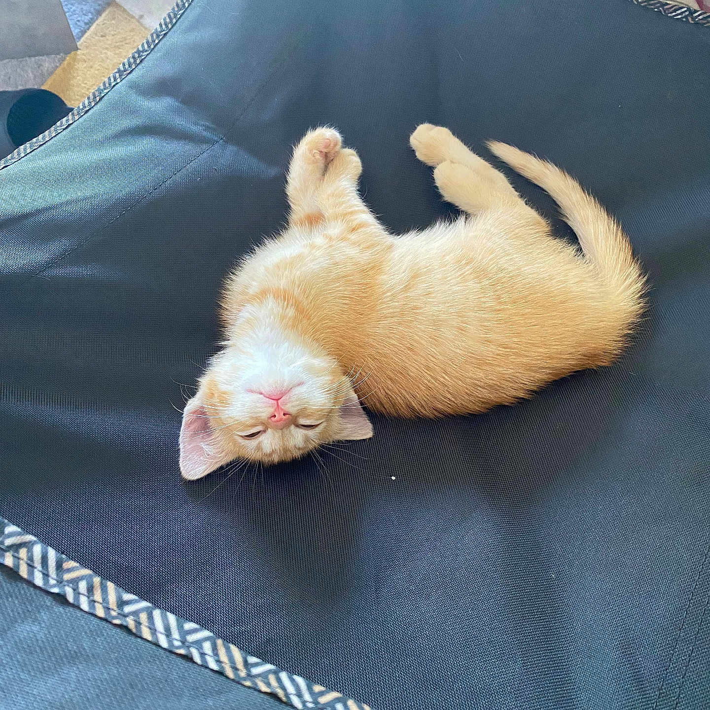 Kirara participe au concours pour gagner de l'argent avec cette photo : animal, casual, cat, cozy, cute, domestic, fabric, feline, footwear, indoor, kitten, orange_cat, pet, relaxed, resting, sleeping, small, sneakers, upside_down, young_animal