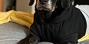 Shiloh joined the competition — help win amazing prizes! dog, black_dog, pet, animal, indoor, bed, blanket, hoodie, canine, laying, fur, muzzle, paws, relaxed, portrait, domestic_animal, cozy, sleeping_area, furniture, closeup