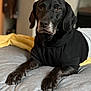 dog, black_dog, pet, animal, indoor, bed, blanket, hoodie, canine, laying, fur, muzzle, paws, relaxed, portrait, domestic_animal, cozy, sleeping_area, furniture, closeup