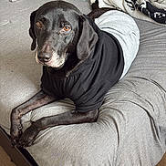 Shiloh is registered to the contest to win money with this photo: dog, black_dog, bed, bedding, blanket, clothing, gray_sheet, wooden_floor, indoors, pet, canine, resting, furniture, folded_clothes, casual, relaxed, portrait, animal, cute, cozy