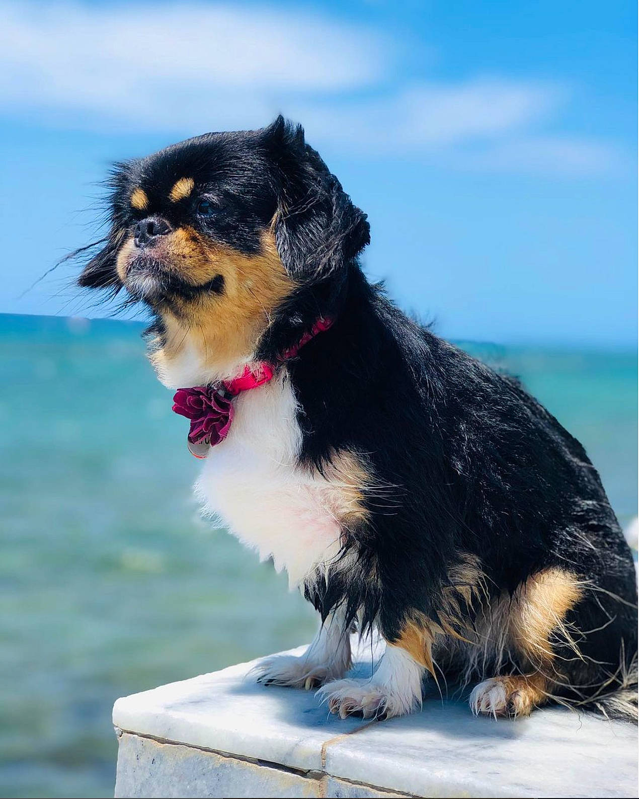 Chi Chi joined the competition — help win amazing prizes! bernese_mountain_dog, blue, canidae, carnivore, cloud, collar, companion_dog, dog, dog_breed, electric_blue, fur, herding_dog, ocean, sky, snout, sporting_group, tail, water, whiskers, working_dog