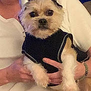 Max is registered to the contest to win money with this photo: dog, pet, costume, devil_horns, black_clothing, small_dog, person, hand, white_shirt, indoor, cute, animal, furry, portrait, holding, accessory, face, mammal, companion, cuddly