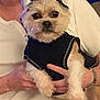 dog, pet, costume, devil_horns, black_clothing, small_dog, person, hand, white_shirt, indoor, cute, animal, furry, portrait, holding, accessory, face, mammal, companion, cuddly