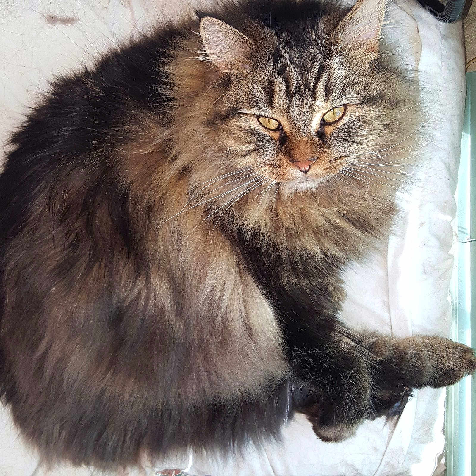 Zabu