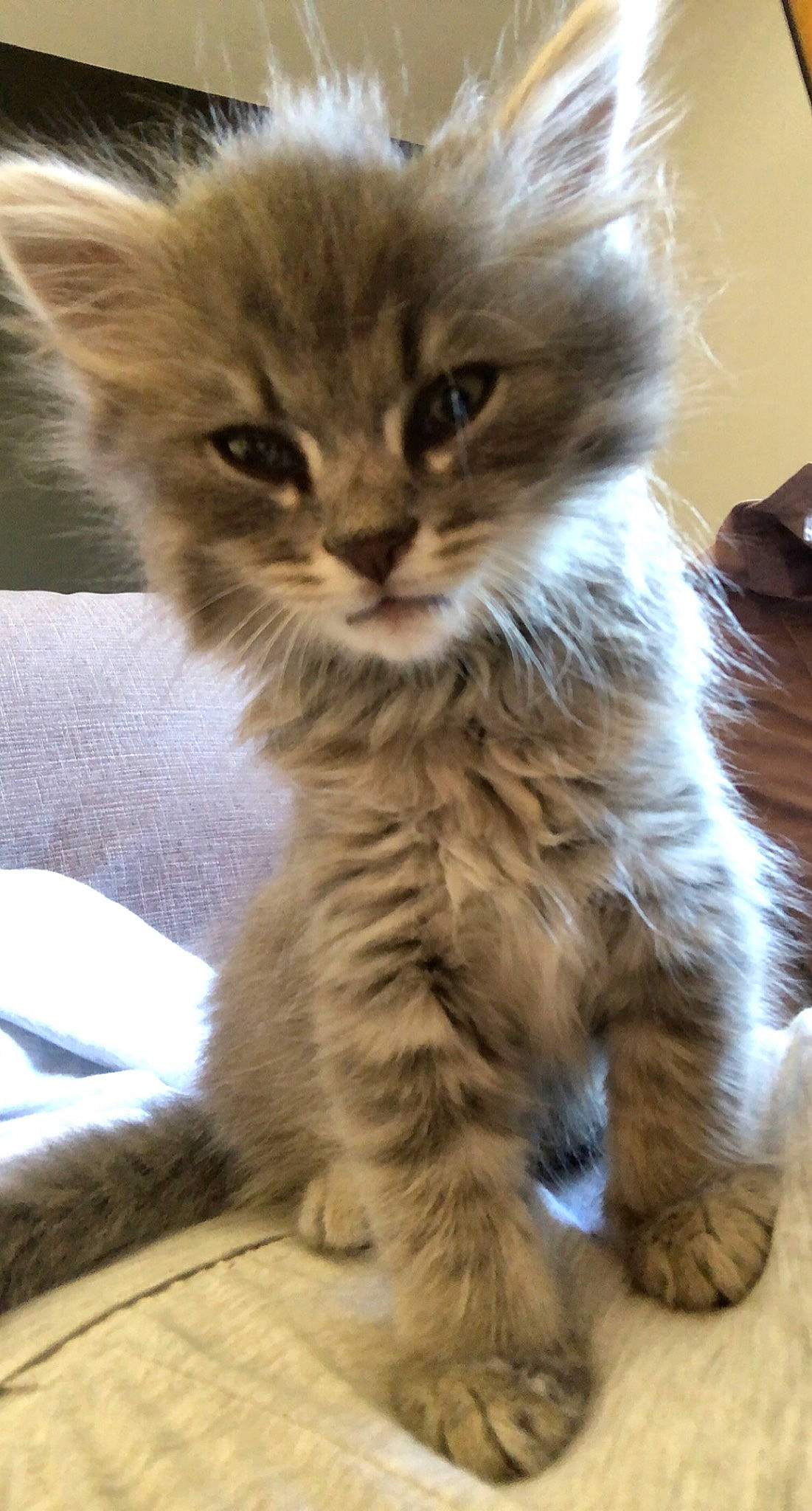 Seiya a rejoint le concours — aidez-le/la à gagner de superbes lots ! british_longhair, carnivore, cat, claw, domestic_short_haired_cat, fawn, felidae, fur, maine_coon, paw, small_to_medium_sized_cats, snout, tail, terrestrial_animal, whiskers