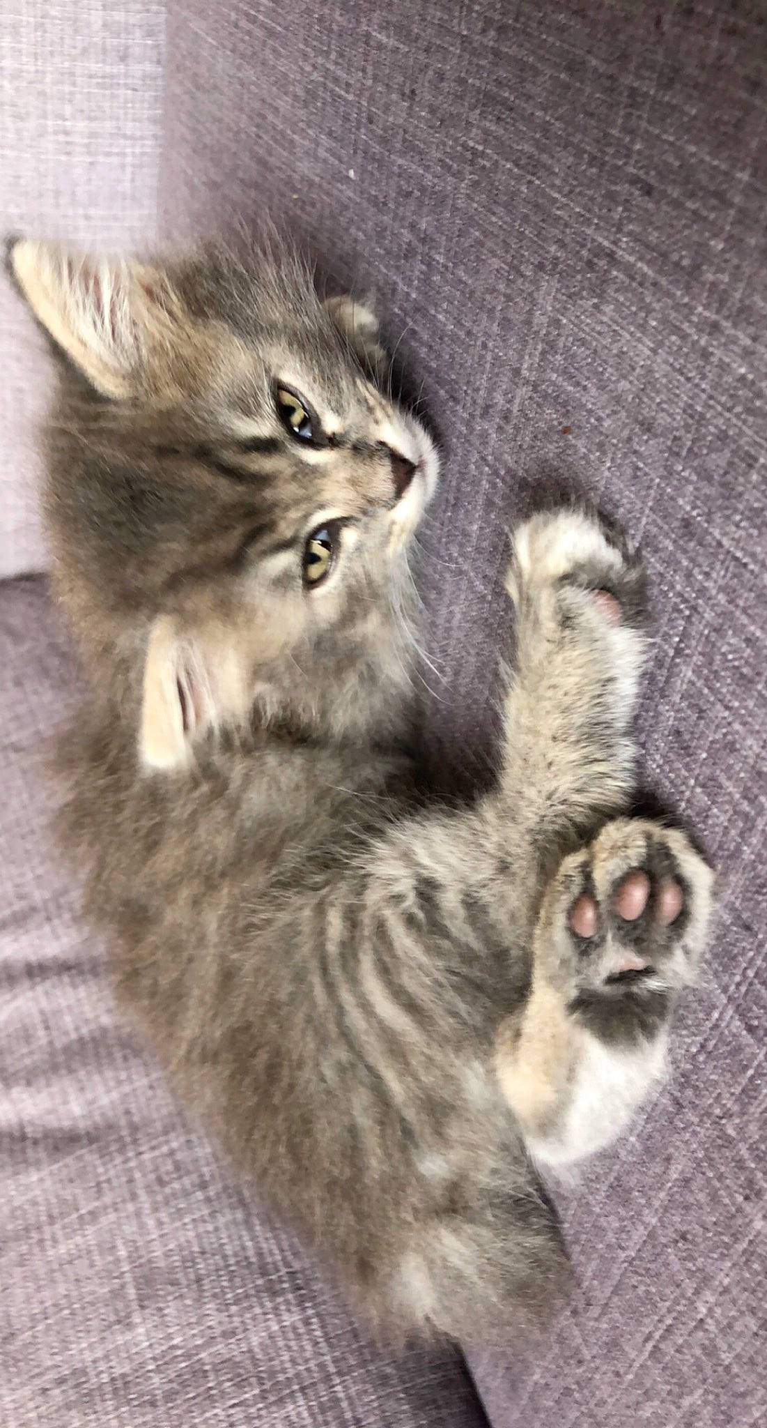 Seiya a rejoint le concours — aidez-le/la à gagner de superbes lots ! british_longhair, carnivore, cat, claw, comfort, domestic_short_haired_cat, fawn, felidae, fur, grey, maine_coon, monochrome, monochrome_photography, paw, small_to_medium_sized_cats, snout, tail, terrestrial_animal, whiskers, wildlife