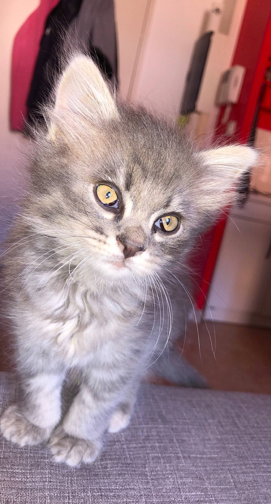 Seiya participe au concours pour gagner de l'argent avec cette photo : british_longhair, carnivore, cat, claw, domestic_short_haired_cat, fawn, felidae, flooring, fur, grey, iris, paw, small_to_medium_sized_cats, snout, tail, tire, whiskers, window