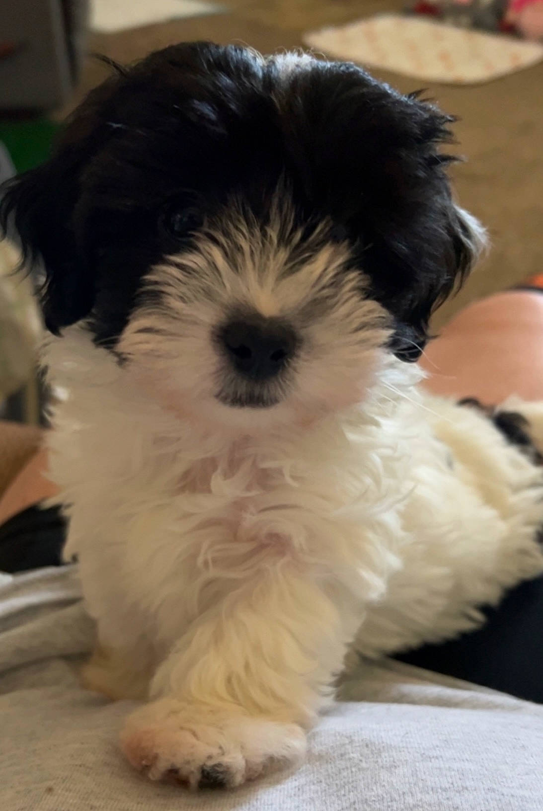 Harley is registered to the contest to win money with this photo: canidae, carnivore, companion_dog, dog, dog_breed, fur, maltepoo, non_sporting_group, puppy, small_terrier, snout, sporting_group, terrestrial_animal, terrier, toy_dog, water_dog, working_animal