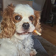 Demi joined the competition — help win amazing prizes! animal, brown, canine, carpet, cavalier_king_charles_spaniel, chew_treat, close_up, companion, couch, curly_ears, cute, dog, fur, indoor, living_room, pet, portrait, relaxed, white, wood_floor
