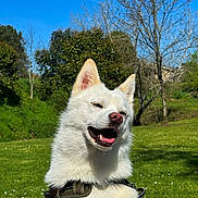 Eros a rejoint le concours — aidez-le/la à gagner de superbes lots ! dog, white_dog, smiling, happy, outdoor, green_grass, blue_sky, trees, harness, sunny_day, nature, pet, canine, grass, park, daylight, animal, muzzle, ears, tongue