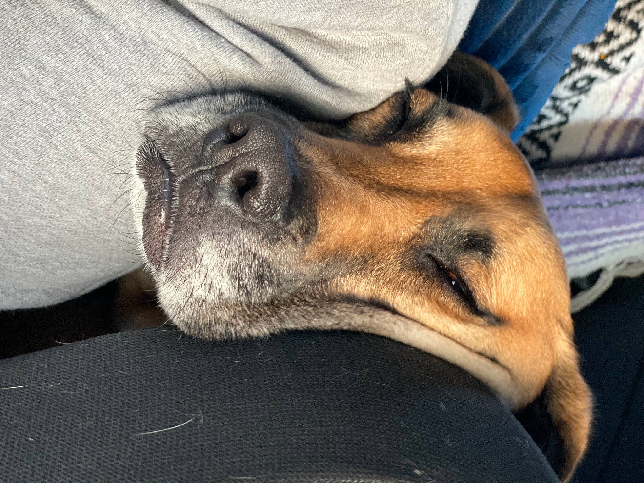 Grace is registered to the contest to win money with this photo: black_mouth_cur, canidae, carnivore, dog, dog_breed, ear, eye, fawn, lurcher, nap, nose, skin, sky, sleep, snout, whippet, whiskers, wrinkle