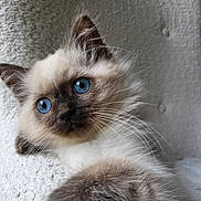 Hermes participe au concours pour gagner de l'argent avec cette photo : animal, blue_eyes, cat, close_up, curious, cute, feline, fluffy, fur, indoor, kitten, paw, pet, portrait, relaxed, soft, texture, whiskers, white_background, young_cat