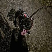 Aïka participe au concours pour gagner de l'argent avec cette photo : dog, puppy, leash, harness, night, shadow, pavement, tongue_out, animal, pet, outdoor, walking, black_dog, happy, playful, canine, street, dark, closeup, young_dog