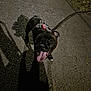dog, puppy, leash, harness, night, shadow, pavement, tongue_out, animal, pet, outdoor, walking, black_dog, happy, playful, canine, street, dark, closeup, young_dog