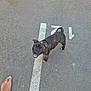 Aïka participe au concours pour gagner de l'argent avec cette photo : puppy, dog, brindle, asphalt, road, white_line, bare_foot, outdoor, pet, young_dog, happy, looking_up, tail_up, canine, playful, animal, summer, daylight, sidewalk, walking