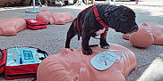 Aïka participe au concours pour gagner de l'argent avec cette photo : alert, animal, bench, brindle_coat, cpr_dummy, dog, emergency_equipment, metal_fence, outdoor, pet, plastic_torso, puppy, red_harness, rescue_training, shadow, sidewalk, small_dog, sunlight, training, trash_bin