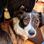Nina a rejoint le concours — aidez-le/la à gagner de superbes lots ! dog, pet, animal, brown, white, black, indoor, floor, backpack, water_bottle, curious, close_up, fur, ears, eyes, nose, snout, wood_floor, looking, companion