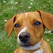 Paco participe au concours pour gagner de l'argent avec cette photo : dog, brown_dog, puppy, pet, animal, close_up, grass, outdoor, leash, collar, ears, cute, canine, muzzle, nose, whiskers, eyes, portrait, nature, friendly