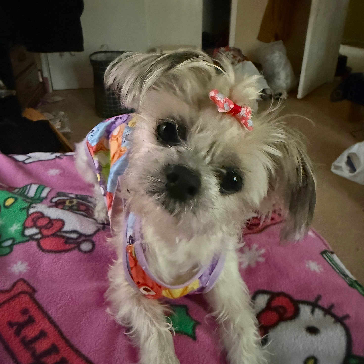 Lola
