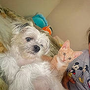 Lola is registered to the contest to win money with this photo: dog, cat, person, bed, blanket, indoor, pet, furry, animal, mickey_mouse, smile, plush_toy, orange_cat, white_dog, casual, portrait, relaxed, cozy, furniture, home