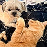 dog, cat, pet, laptop, blanket, home, indoor, relaxing, fur, orange_cat, small_dog, curious, lying_down, cozy, papers, technology, companion, cute, animal, resting
