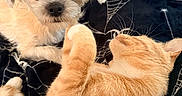 Lola is registered to the contest to win money with this photo: dog, cat, pet, indoor, blanket, laptop, paper, fur, orange_cat, white_dog, relaxing, companion, bedroom, curious, lying_down, animal, domestic, cozy, home, whiskers