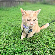 Bo is registered to the contest to win money with this photo: cat, ginger_cat, collar, tags, outdoor, greenery, clover, grass, pet, animal, feline, sitting, leash, nature, closeup, cute, fur, whiskers, ears, daylight