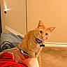 cat, orange_tabby, collar, indoor, carpet, clothing, folded_clothes, denim, red_garment, beige_wall, baseboard, pet, curious, sitting, domestic_animal, feline, floor, cute, young_cat, looking