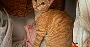 Bo joined the competition — help win amazing prizes! cat, orange_tabby, pet, feline, cozy, blanket, closet, clothing, fabric, indoor, curious, whiskers, ears, tail, fur, sitting, texture, soft, home, comfort